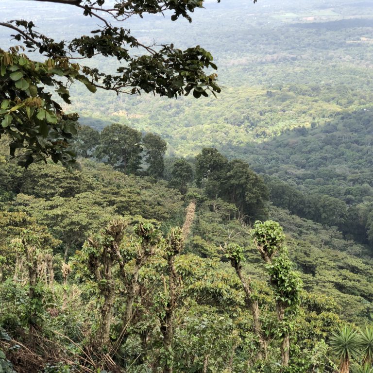 El Salvador | Finca La Argentina